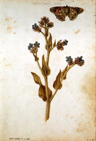 पेंटेड लेडी बटरफ्लाई के साथ एंचुसा ऑफिसिनैलिस, c.1568 द्वारा जैक्स लेमोयने