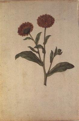 कैलेंडुला ऑफिसिनैलिस, c.1568 द्वारा जैक्स लेमोयने
