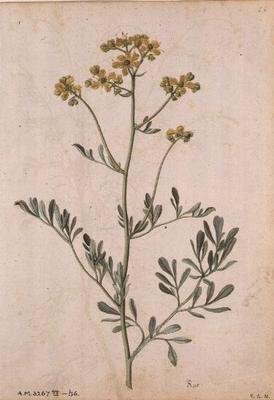 रूटा ग्रेवोलेंस, c.1568 द्वारा जैक्स लेमोयने
