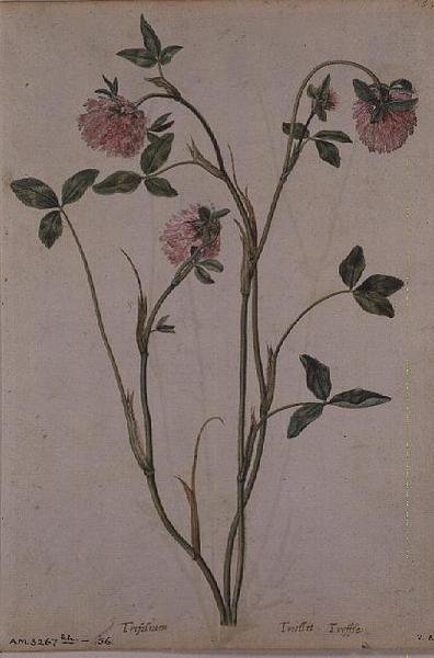ट्राइफ्लोरियम प्रैटेंस, c.1568 द्वारा जैक्स लेमोयने