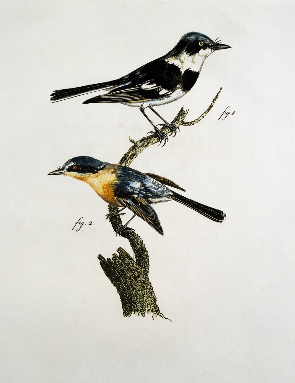 Pririt Batis के नर और मादा (Batis pririt) द्वारा जैक्स (बाद) बरबंड