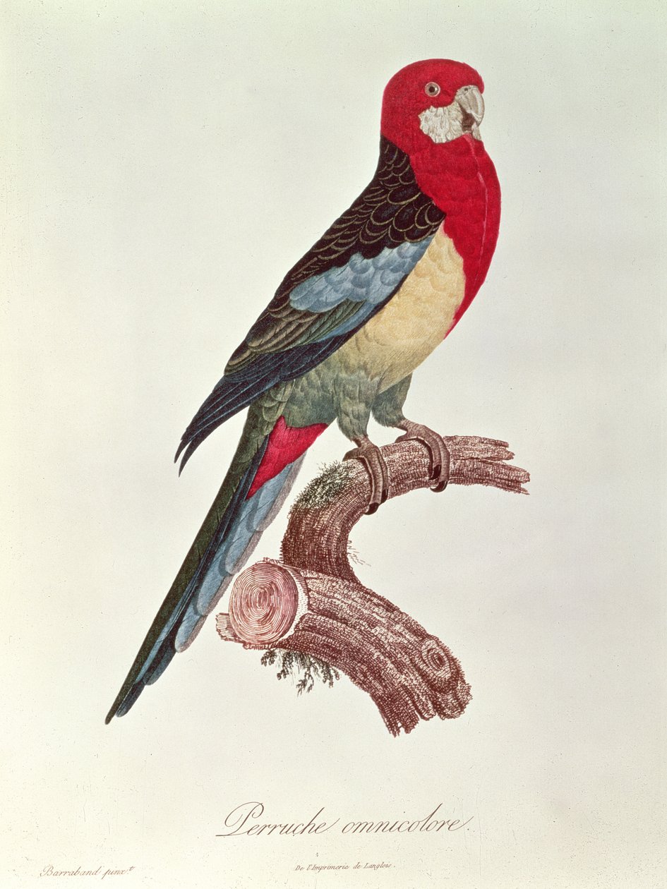 Omnicoloured Parakeet द्वारा जाक बरबंड