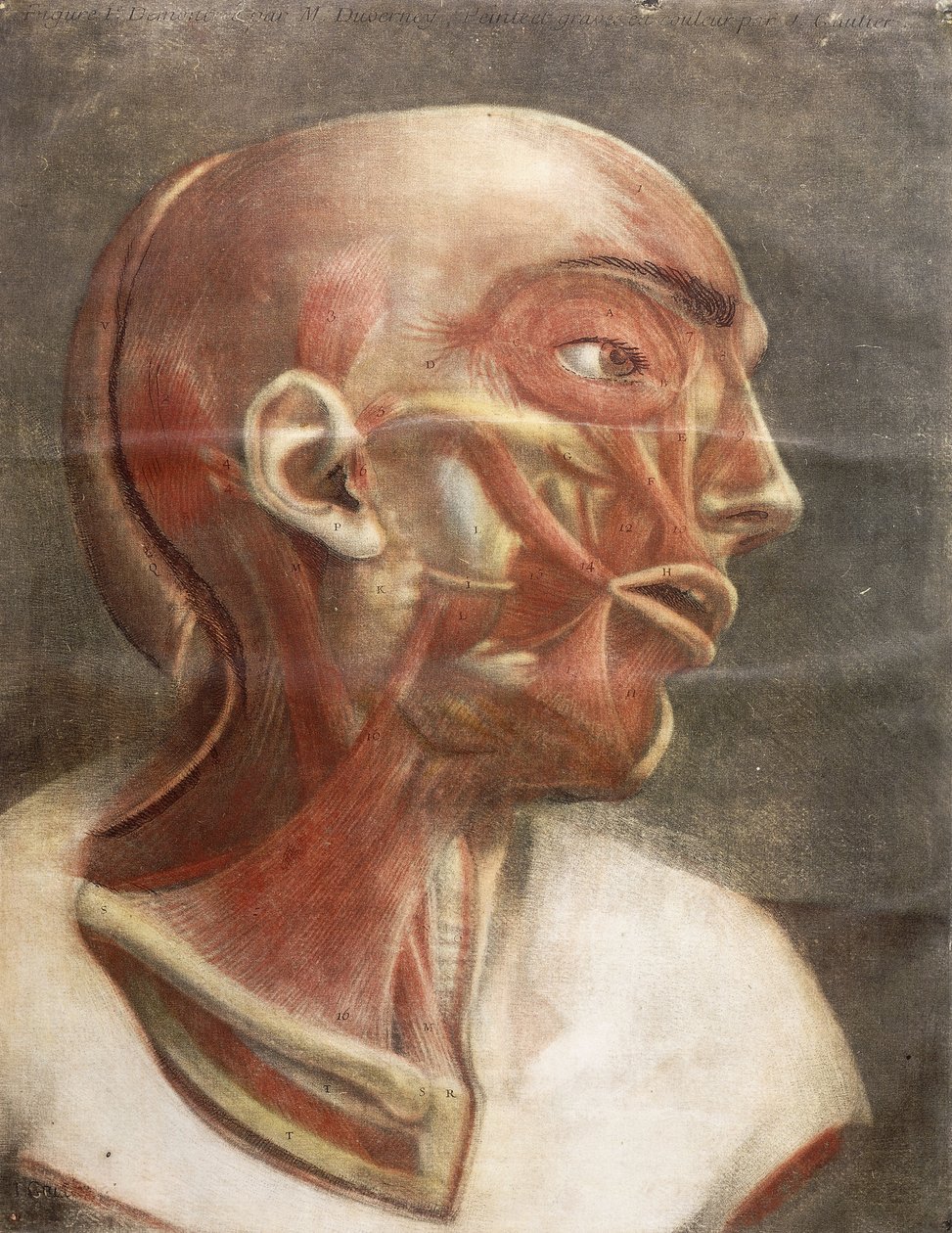 एनाटोमिकल हेड, "कम्प्लीट मायोलॉजी इन कलर एंड लाइफ साइज़", 1746 से द्वारा जैक्स फैबियन गौटियर डगोटी