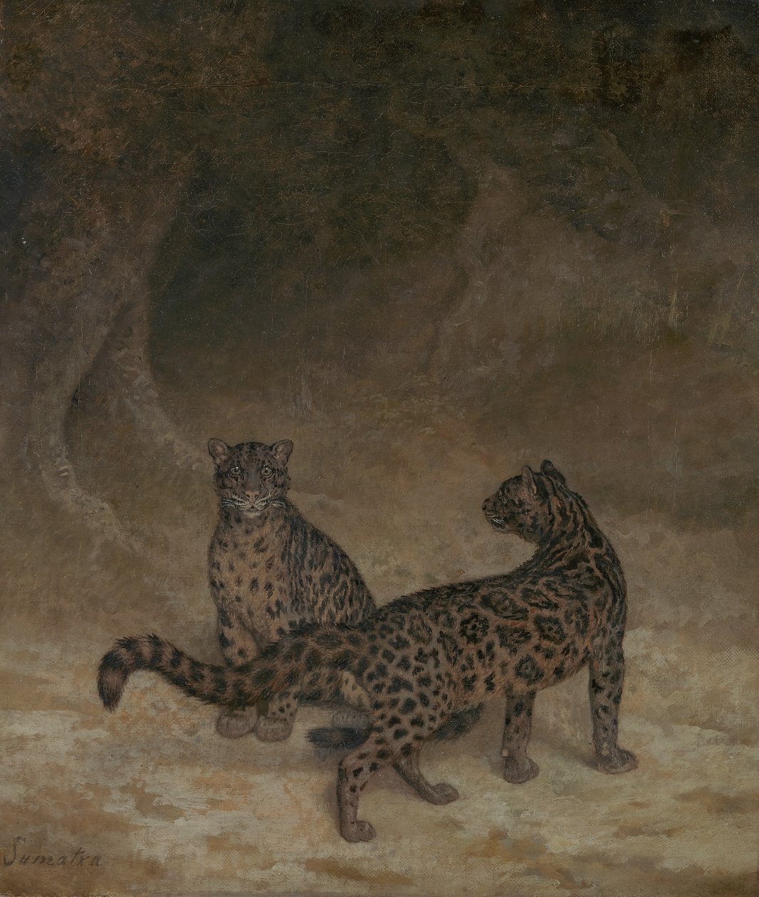 बादल वाले तेंदुए, c.1825 द्वारा जैक्स लॉरेंट अगासे