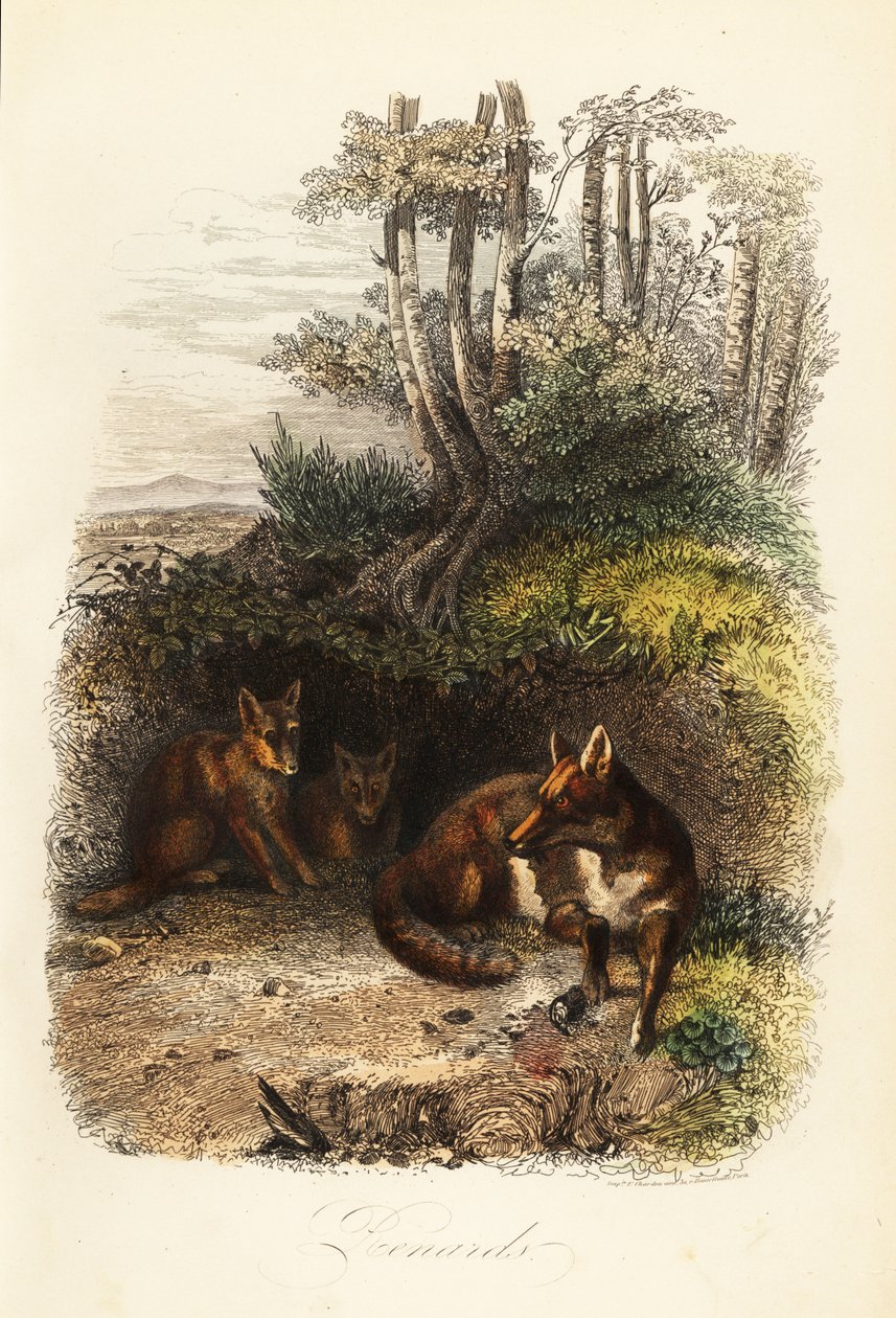 लाल लोमड़ियों का परिवार, वल्प्स वल्प्स, एक मांद के बाहर द्वारा जैक्स रेमंड (बाद) ब्रास्कैटस