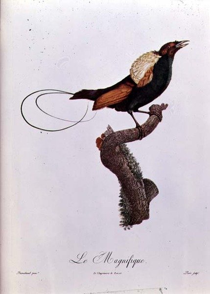 स्वर्ग के पक्षी, जैक्स लुई पेरे द्वारा उत्कीर्ण (b.1769) (रंग उत्कीर्णन) द्वारा जैक्स (बाद) बरबंड