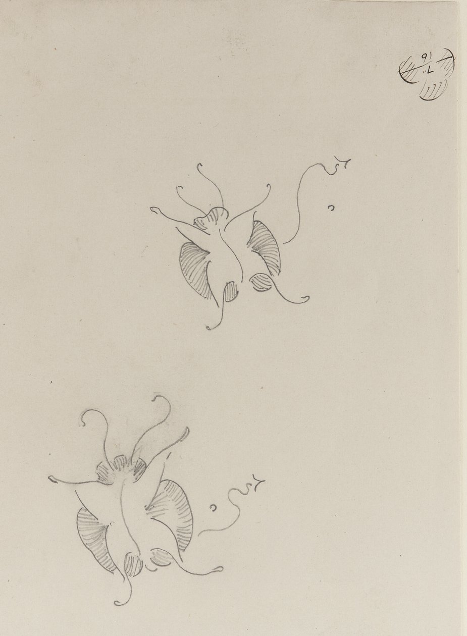 दो व्हिसलर तितलियों, c.1890 द्वारा जेम्स एबॉट मैकनील व्हिस्लर