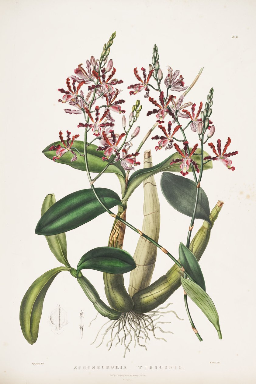 एक बांसुरी-syn की Myrmecophilus चित्रण। Schomburgkia tibicinis द्वारा जेम्स बेटमैन