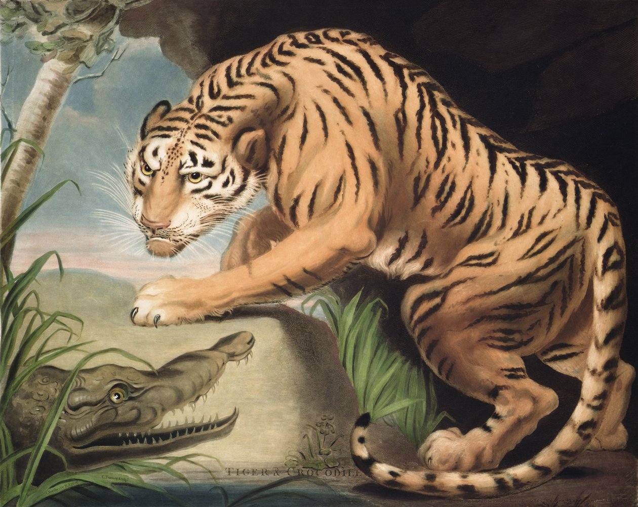 टाइगर और क्रोकोडाइल, चार्ल्स टर्नर (1773-1857) द्वारा उत्कीर्ण, पब। जेम्स डेनियल und कंपनी द्वारा, 1799 (मेजेटोटिन उत्कीर्णन) द्वारा जेम्स नॉर्थकोट