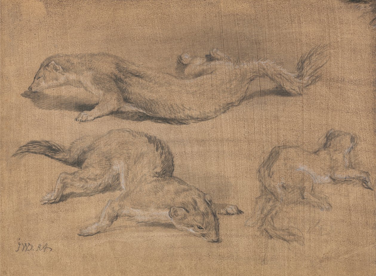 ferrets द्वारा जेम्स वार्ड