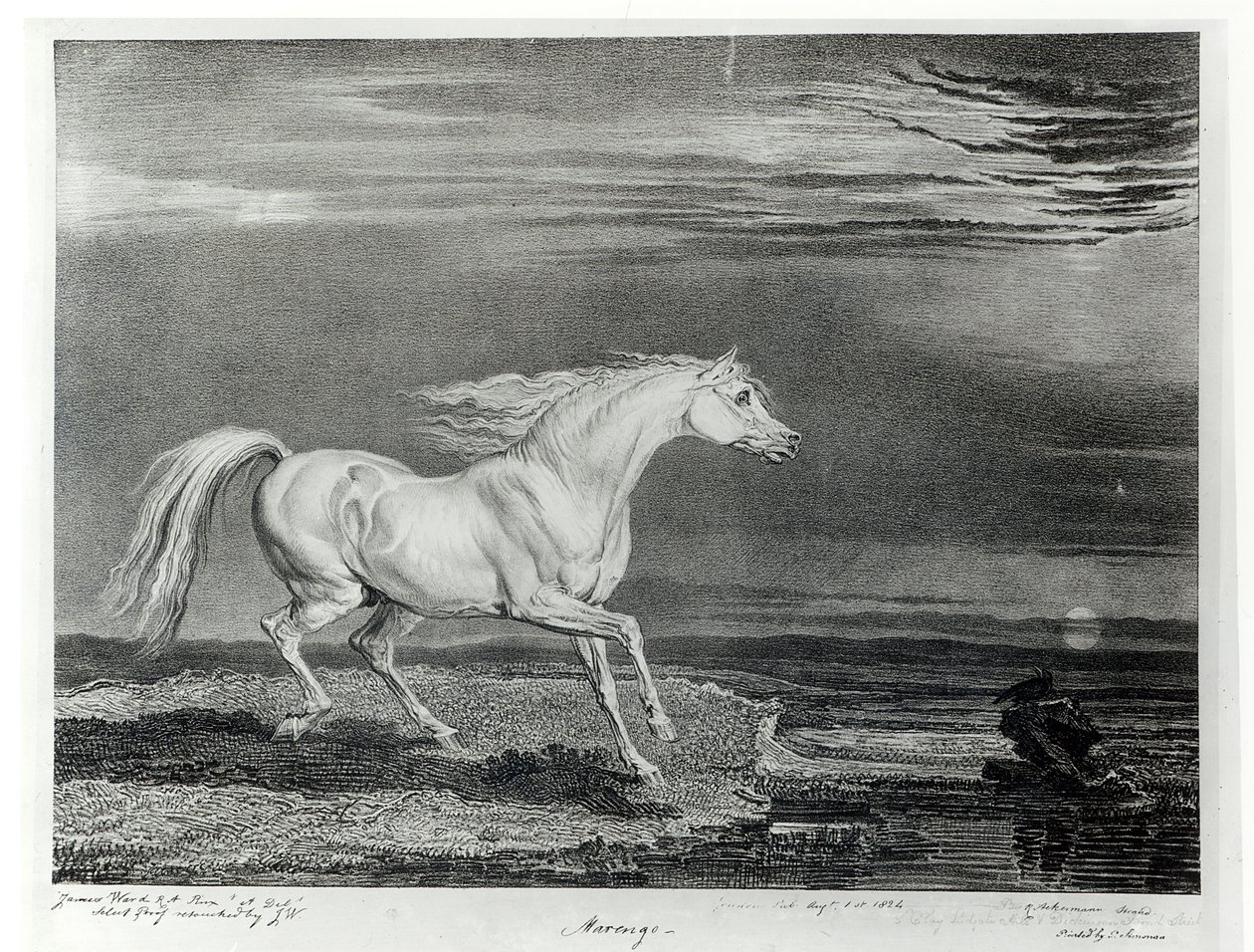 Marengo, कलाकार, पब द्वारा उकेरा गया। आर। एकरमैन द्वारा, 1824 द्वारा जेम्स वार्ड