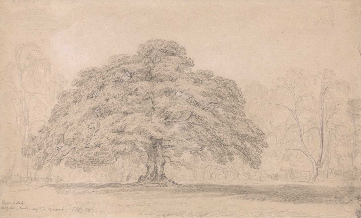 भिखारी ओक, बागोट्स पार्क, 12 अगस्त, 1820 (लॉर्ड बैगॉट्स ब्लाथफिल पर एक प्रसिद्ध प्राचीन वृक्ष ... द्वारा जेम्स वार्ड