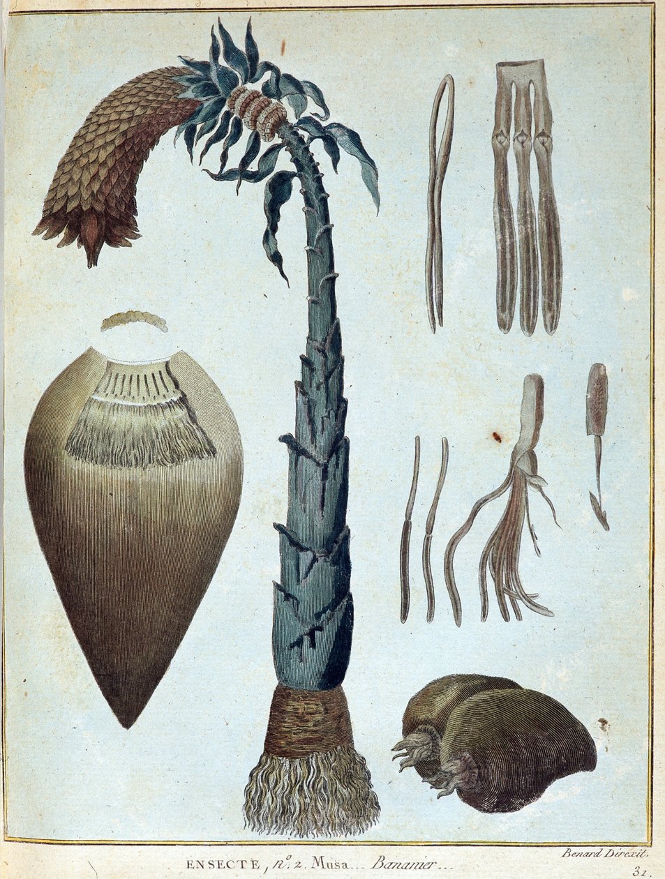 केला - "" में नूबिया और एबिसिनिया की यात्रा 1768 से 1772 के वर्षों के दौरान नील नदी के स्रोतों की खोज करने के लिए की गई", जेम्स ब्रूस द्वारा, वॉल्यूम। 1, पेरिस द्वारा जेम्स ब्रूस