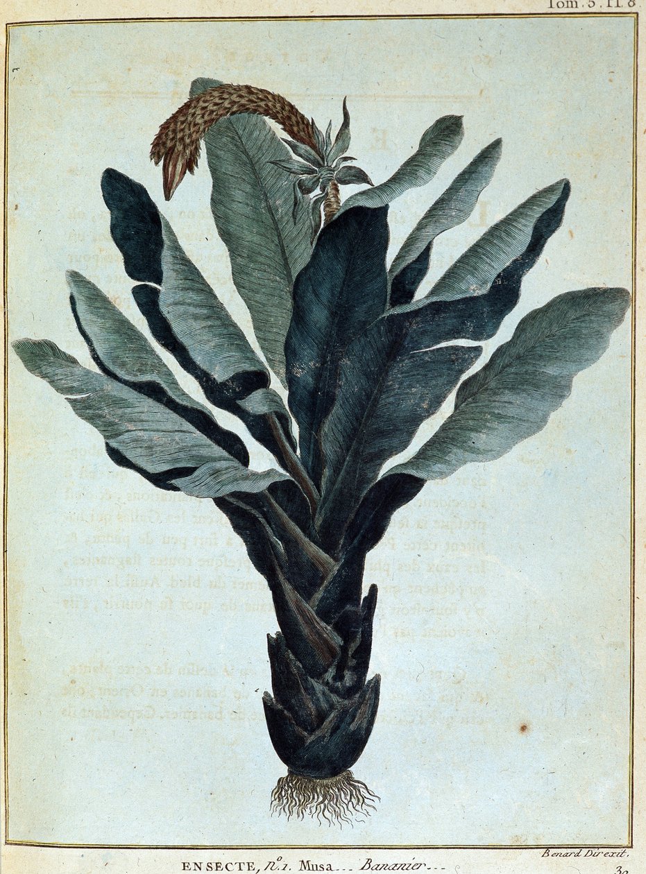 केला - "" में नूबिया और एबिसिनिया की यात्रा 1768 से 1772 के वर्षों के दौरान नील नदी के स्रोतों की खोज करने के लिए की गई", जेम्स ब्रूस द्वारा, वॉल्यूम। 1, पेरिस द्वारा जेम्स ब्रूस