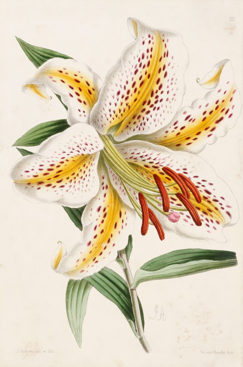लिली, "द फ्लोरल मैगज़ीन" से, 1861-71 द्वारा जेम्स एंड्रयूज