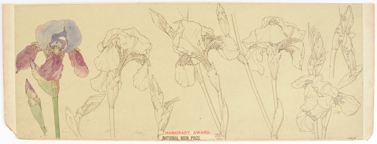 वानस्पतिक अध्ययन, 1900-30 (कागज पर wc) द्वारा जेम्स एथर्टन