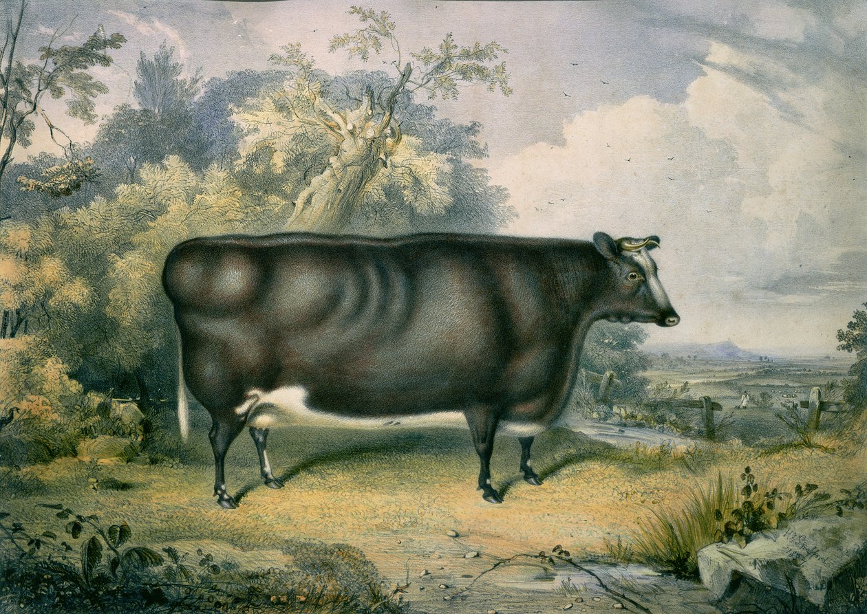 हेनरी स्ट्रैफोर्ड (fl.1833-73), 1837 के बाद कॉटेसमोर प्राइज हेइफ़र द्वारा जेम्स जाइल्स