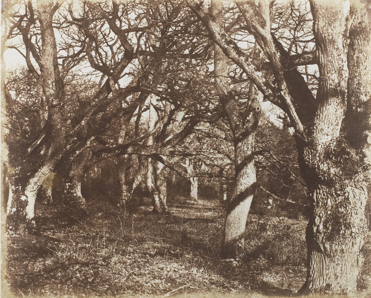 लेह वुड्स में एक झलक, 1853-56। द्वारा जेम्स नाइट