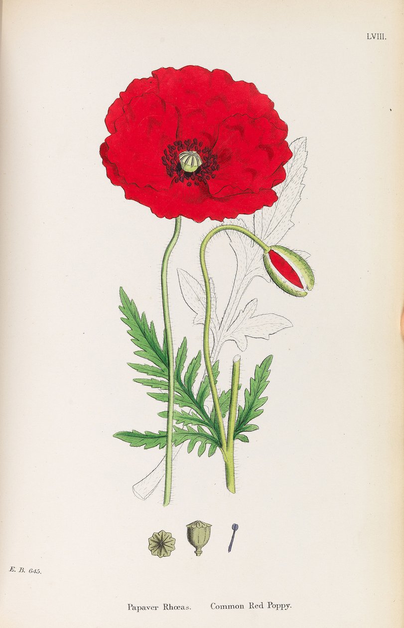 अंग्रेजी वनस्पति विज्ञान, 1790-1800। द्वारा जेम्स सोवरबी