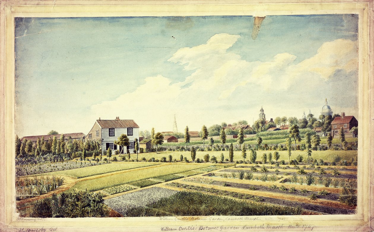 विलियम कर्टिस का वनस्पति उद्यान, लैम्बेथ मार्श, एंटे 1787, c.1787 द्वारा जेम्स सोवरबी