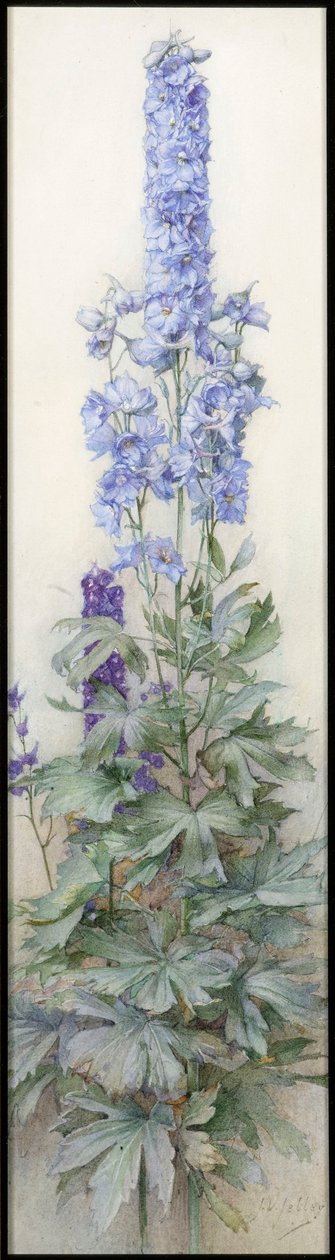डेल्फीनियम, c.1920 द्वारा जेम्स वेलेंटाइन जेले