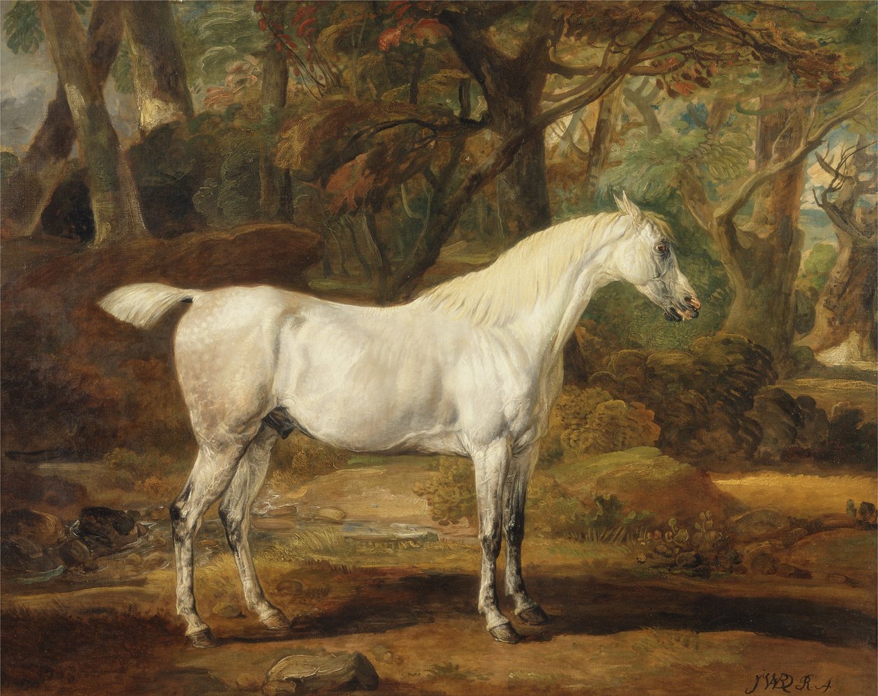एक ग्रे अरेबियन स्टालियन, सर वेटकिन विलियम्स की संपत्ति, W.1815-20 (कैनवास पर तेल) द्वारा जेम्स वार्ड