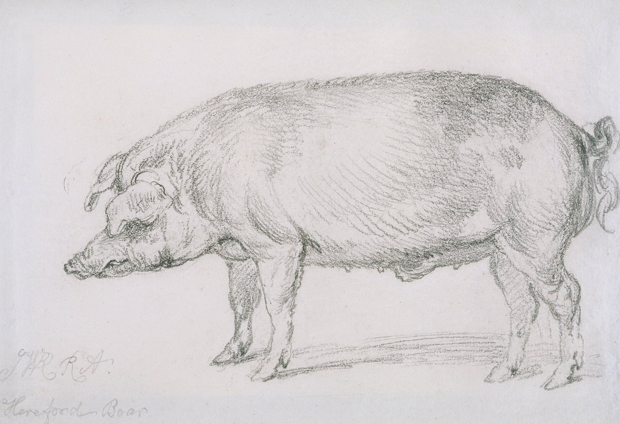 हियरफोर्ड बोअर, c.1803-04 (कागज पर पेंसिल) द्वारा जेम्स वार्ड