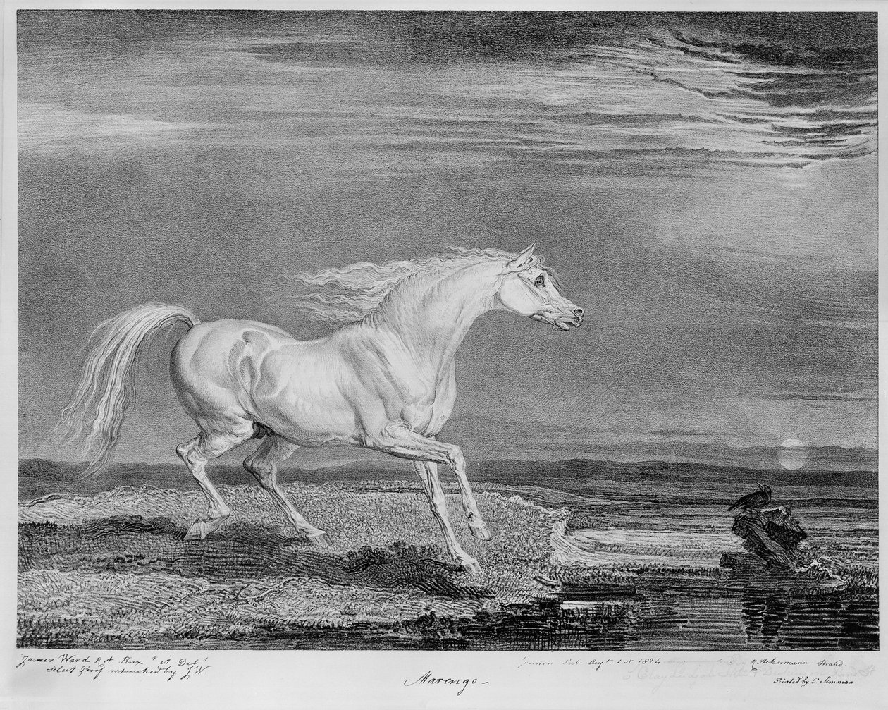 नेपोलियन I का पसंदीदा चार्जर &39;Marengo&39;, c.1815 द्वारा जेम्स वार्ड
