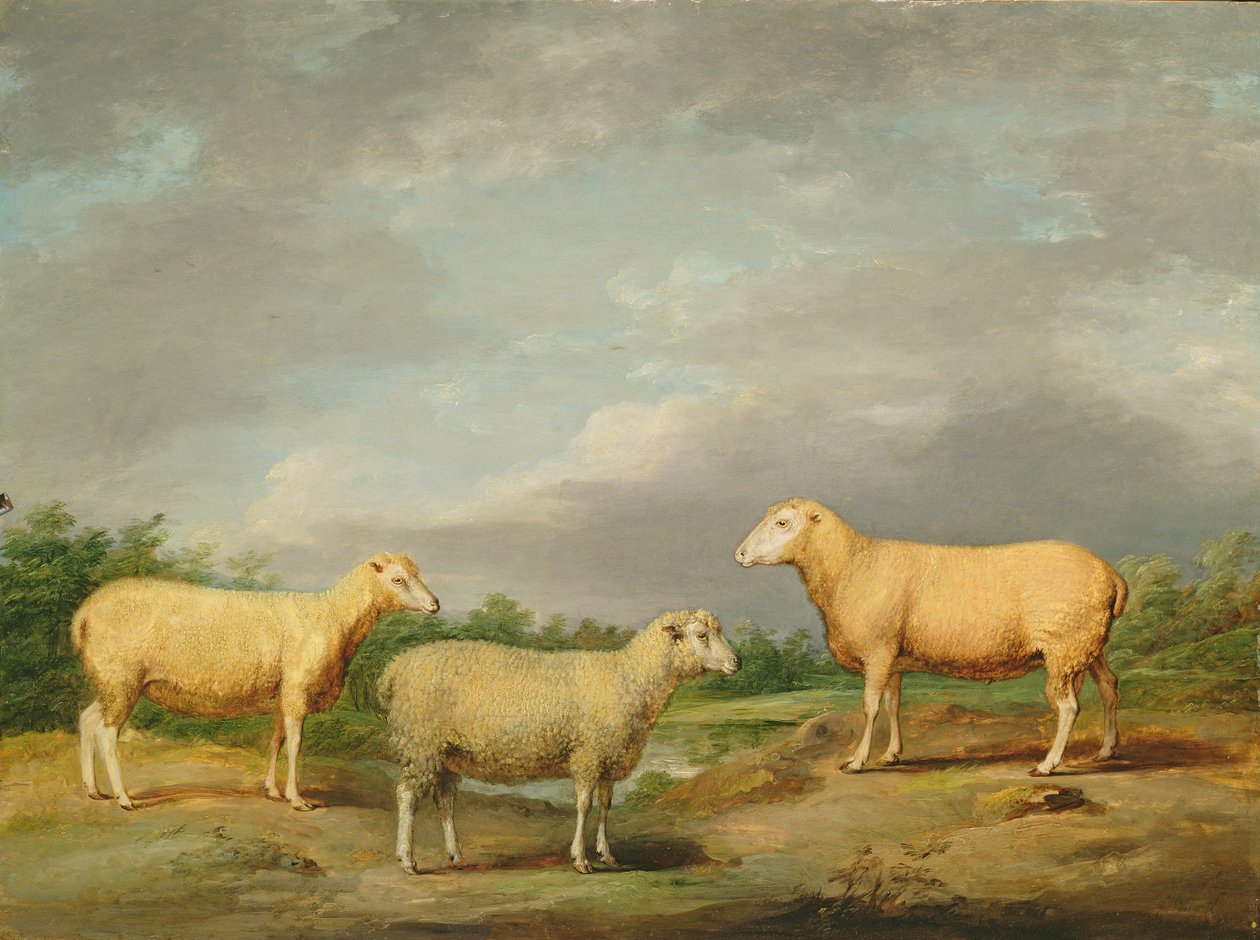 रयलैंड्स भेड़, राजा का राम, राजा का ईवे और लॉर्ड समरविले का गेदर, c.1801-07 (पैनल पर तेल) द्वारा जेम्स वार्ड