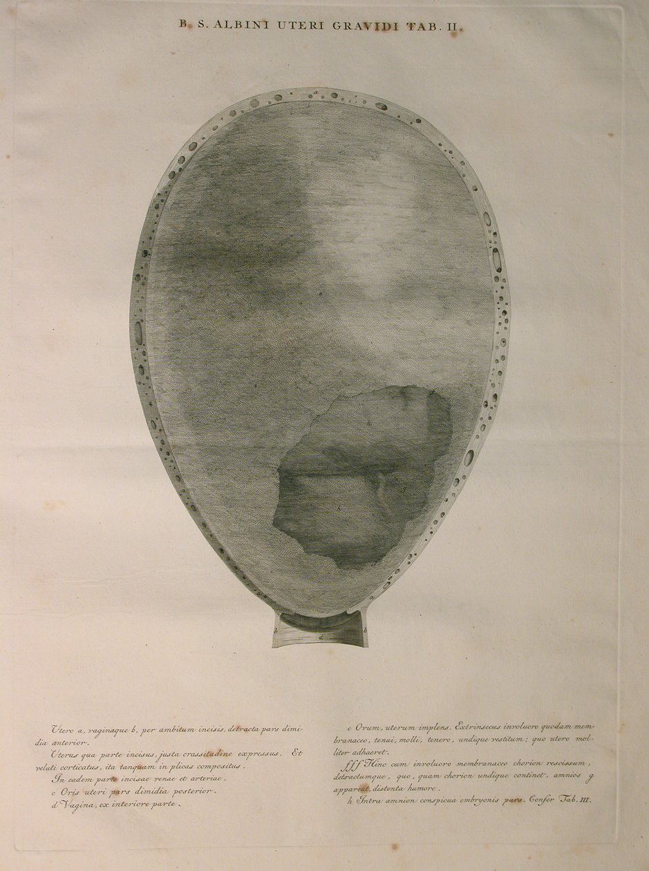 Albinus, पीआई। 2, मानव हड्डियों का एक "तालिका, बर्नहार्ड सिग्फ़्राइड एल्बिनस (1697-1770) द्वारा से, J.undH द्वारा प्रकाशित किया। वेरबीक, bibliop।, लीडेन, 1753 द्वारा जन वंडेलर