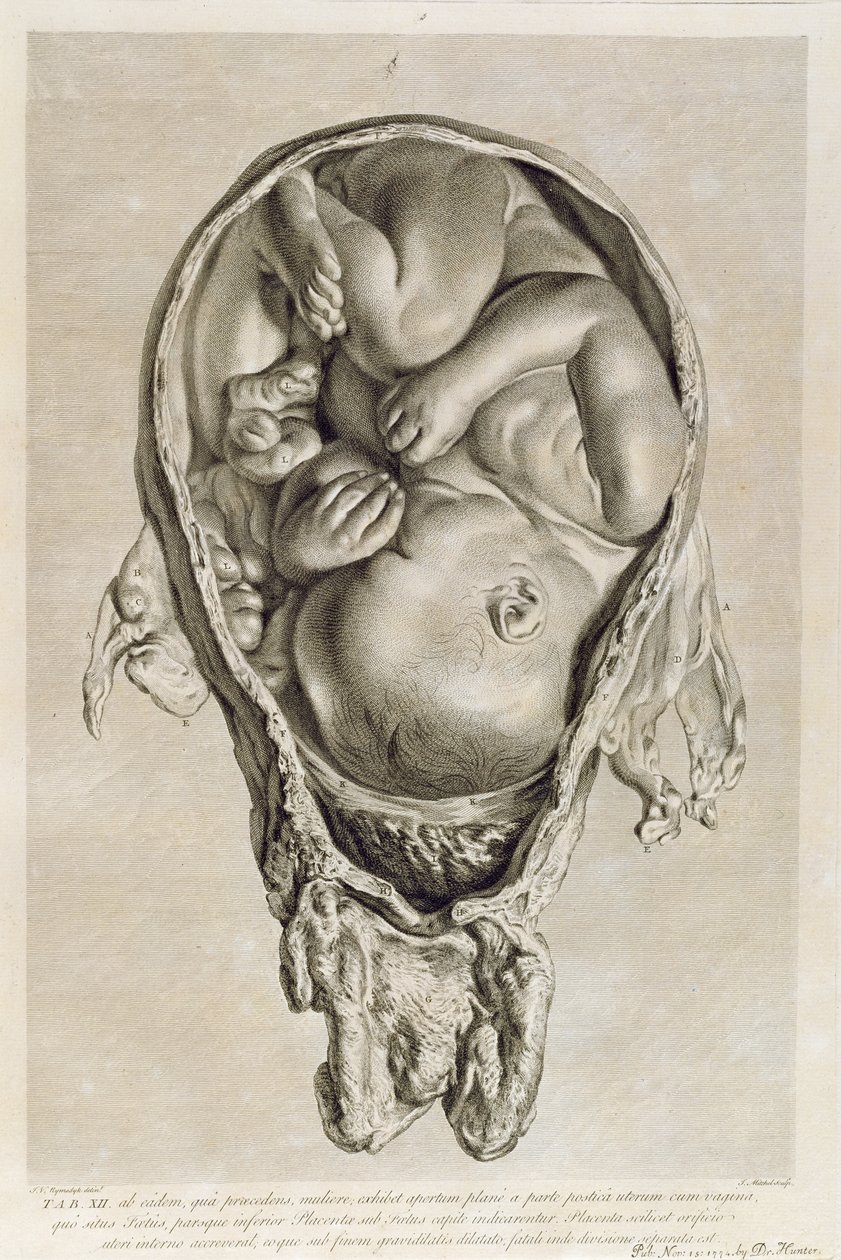 फ्रेंकोइस साइमन रेवनेट (1706-74) पब द्वारा उत्कीर्ण गर्भ में एक भ्रूण का शारीरिक ड्राइंग। 1774 द्वारा जान वैन रिम्सडिक
