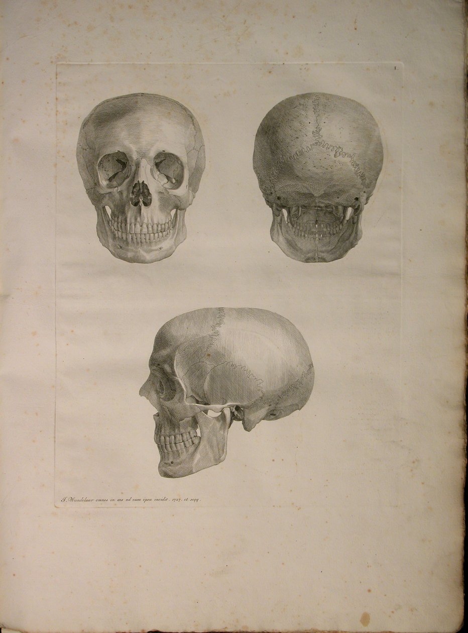 एल्बम Pl 2। 1, मानव हड्डियों, बर्नहार्ड सिग्फ़्राइड एल्बिनस (1697-1770), 1729 से की "तालिका से, J.undH द्वारा प्रकाशित किया। वेरबीक, bibliop। 1753, लीडेन द्वारा जन वंडेलर
