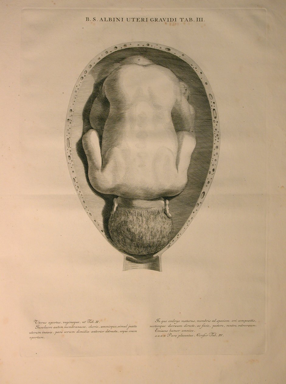 Albinus, पीआई। 3, मानव हड्डियों का एक "तालिका, बर्नहार्ड सिग्फ़्राइड एल्बिनस (1697-1770) द्वारा से, J.undH द्वारा प्रकाशित किया। वेरबीक, bibliop।, लीडेन, 1748 द्वारा जन वंडेलर