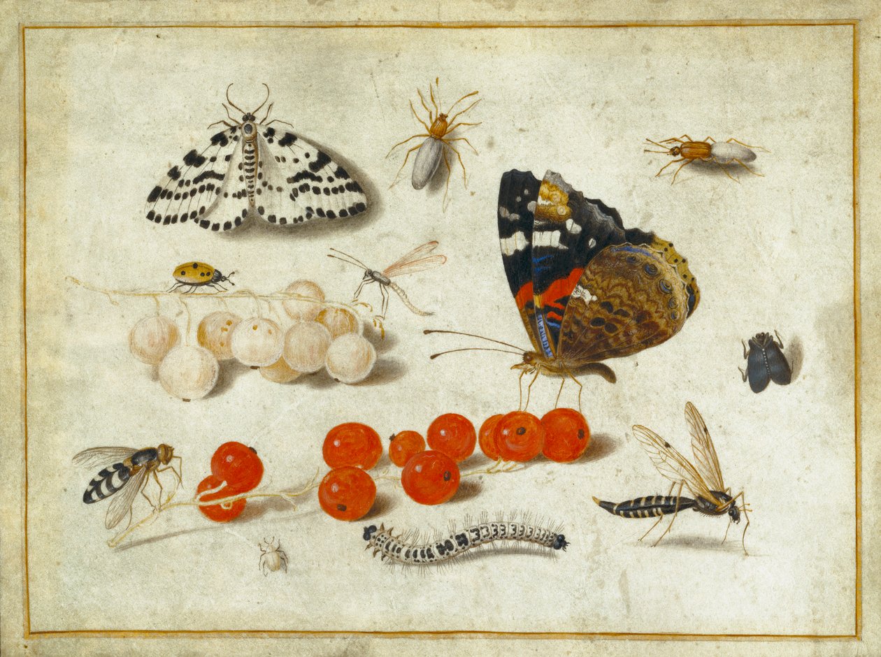 बटरफ्लाई, कैटरपिलर, मोथ, कीड़े और करंट, c.1650-65 (वेल्लम पर गौचे और स्याही) द्वारा जन वैन केसेल द एल्डर