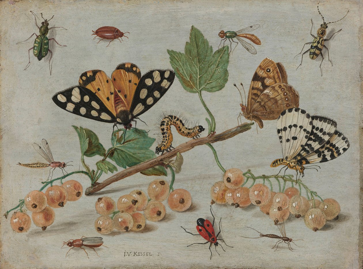 कीड़े और फल, c.1660-5 (तांबे पर तेल) द्वारा जन वैन केसेल द एल्डर