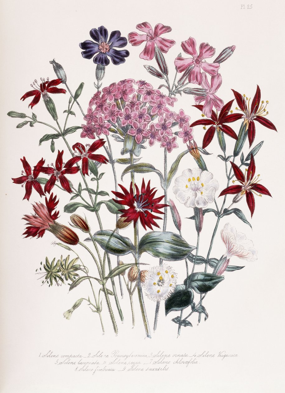 Catchfly द्वारा जेन लाउडोन