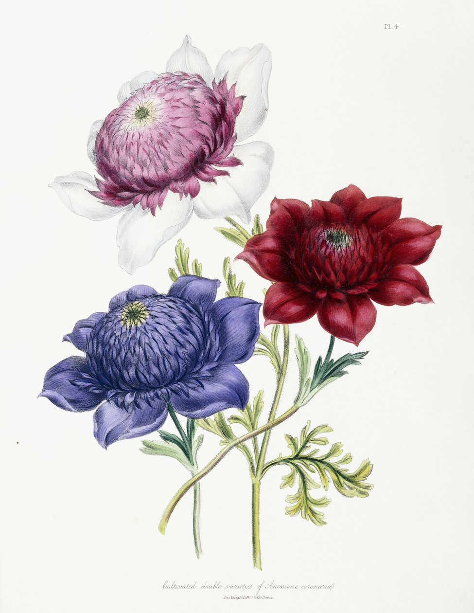 एनेमोन कोरोनारियल, 1843-49 की दोहरी किस्मों की खेती की द्वारा जेन लाउडोन