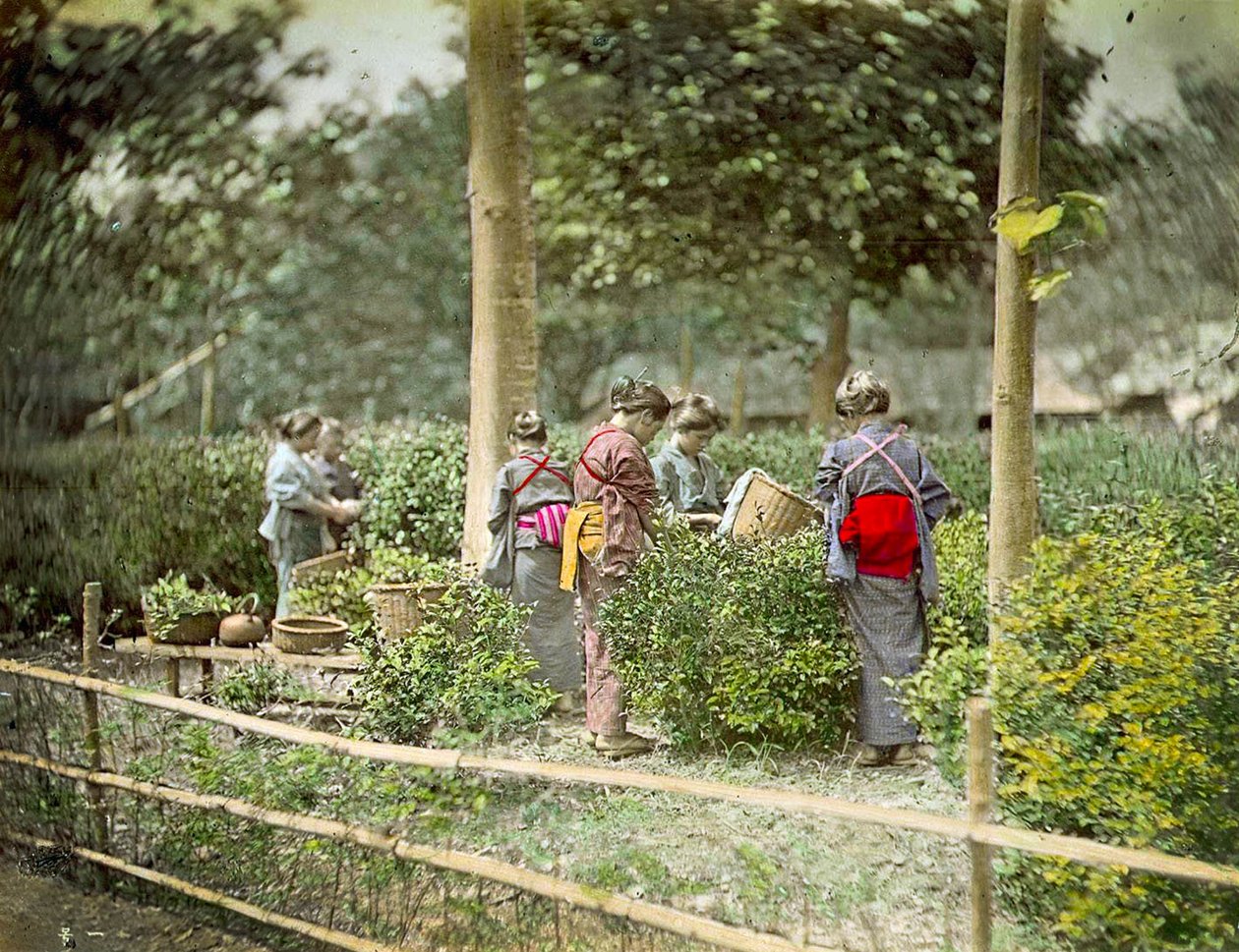 चाय पीना, c.1880 द्वारा जापानी स्कूल