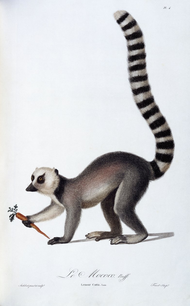 ए लेमूर, c.1798-99 द्वारा जीन बैप्टिस्ट औडेबर्ट