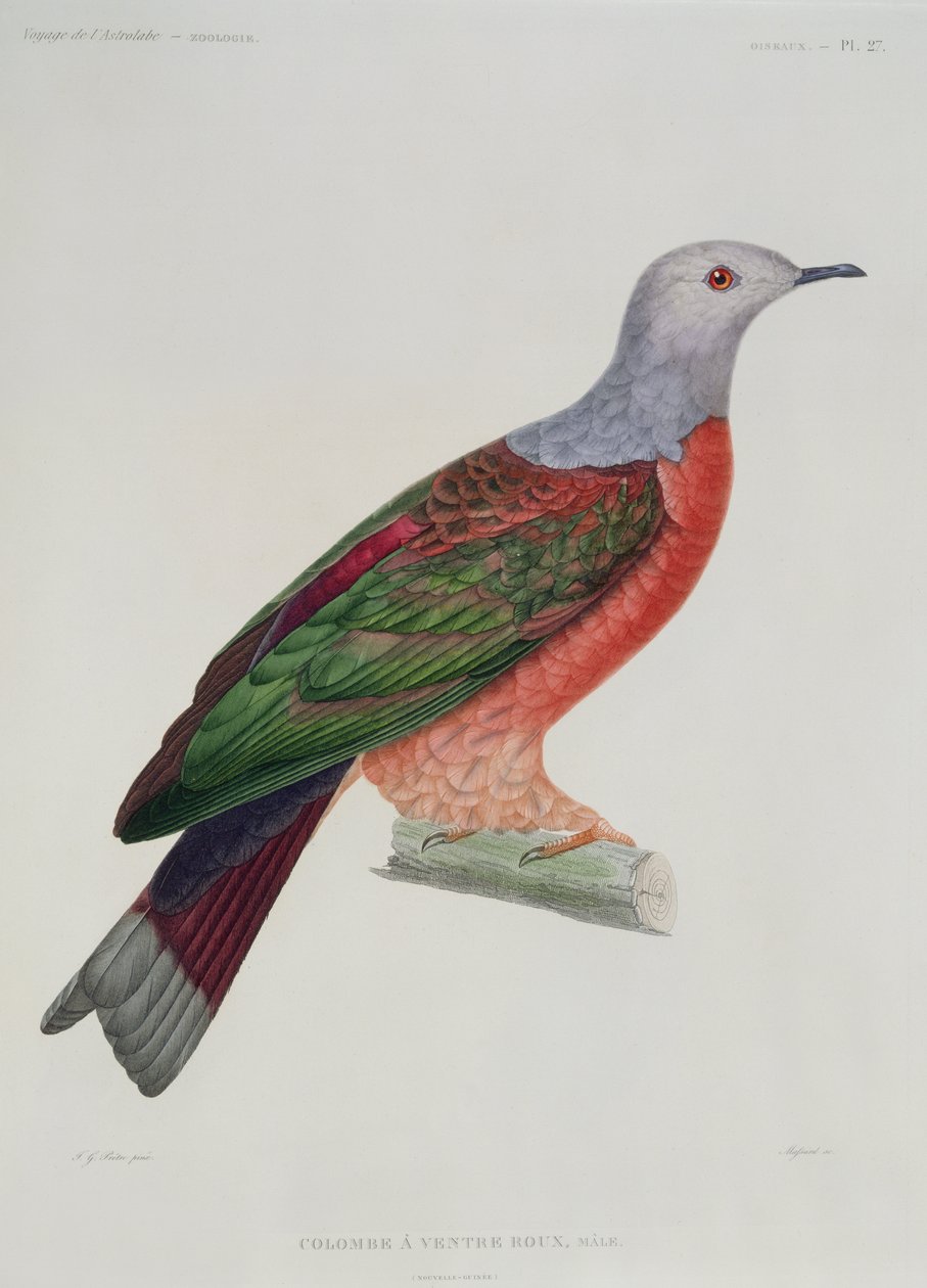 ब्लीडिंग डव डव, डमोंड द्वारा उत्कीर्ण डुमोंड डी&39;विल द्वारा &39;एल&39;एस्ट्रोलबे&39; का चित्र, 1833 प्रकाशित द्वारा जीन गेब्रियल प्रेट्रे