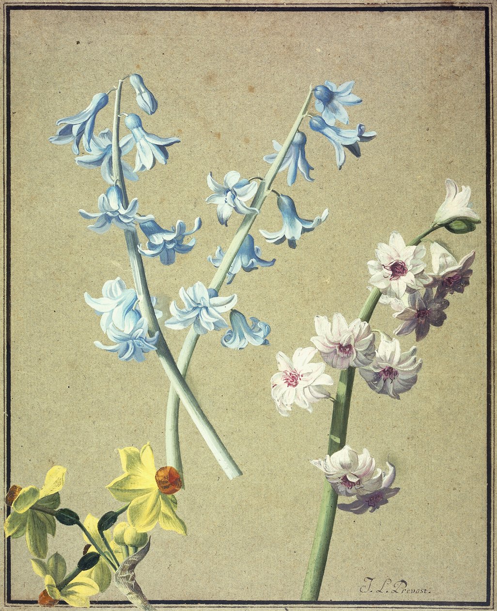 एक नीला और एक लैवेंडर जलकुंभी, और एक पीला Narcissus, c.1805 द्वारा जीन लुइस प्रीवोस्ट