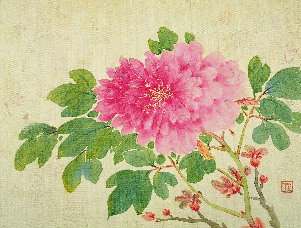 फूल, फल, पक्षी और पशु के चित्र के एल्बम से Peonies की पेंटिंग, c.1774 (कागज पर wc) द्वारा जियांग यू