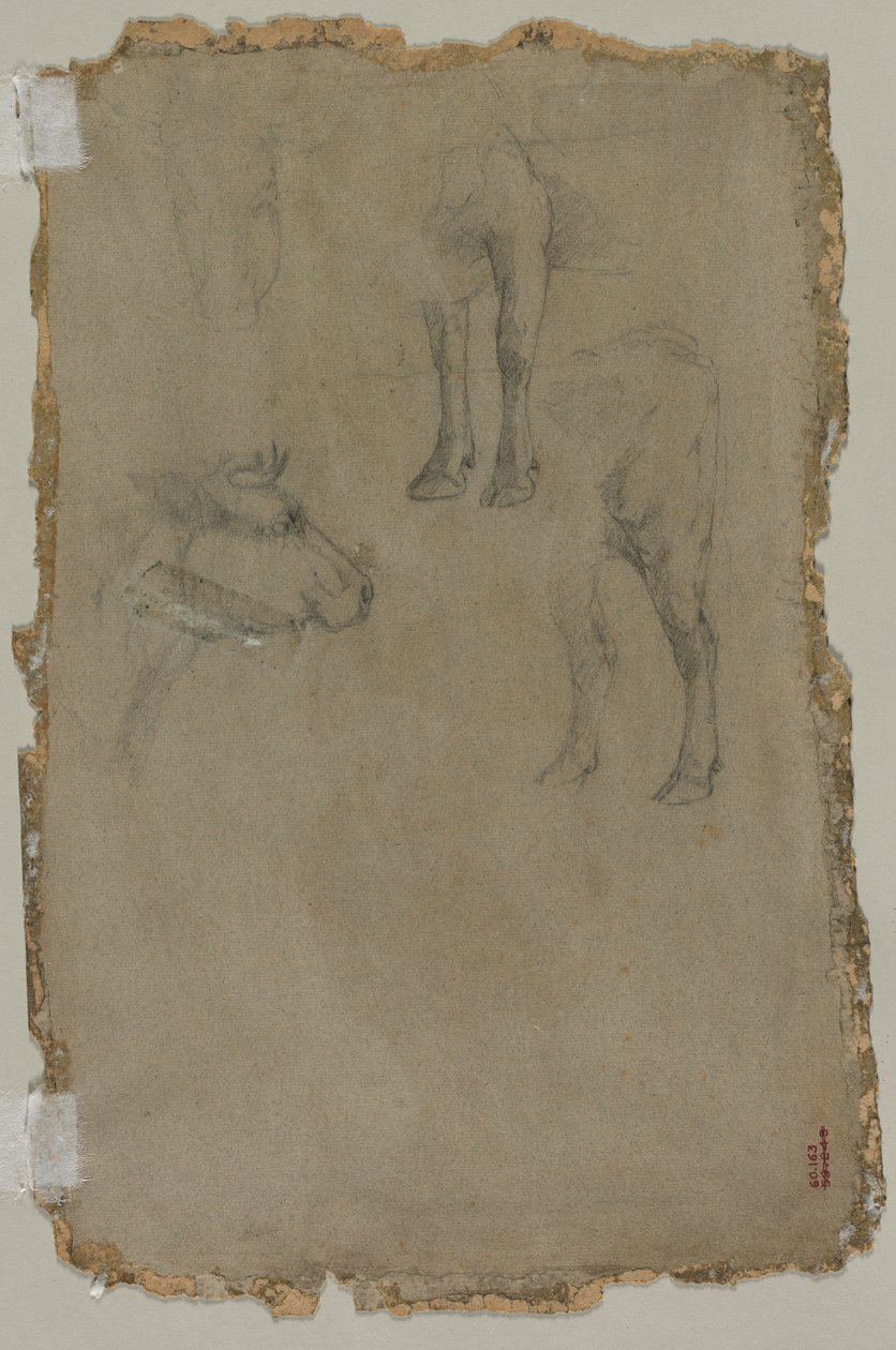 एक बैल का अध्ययन, 1864। द्वारा जोहान बर्थोल्ड जोंगकिंड