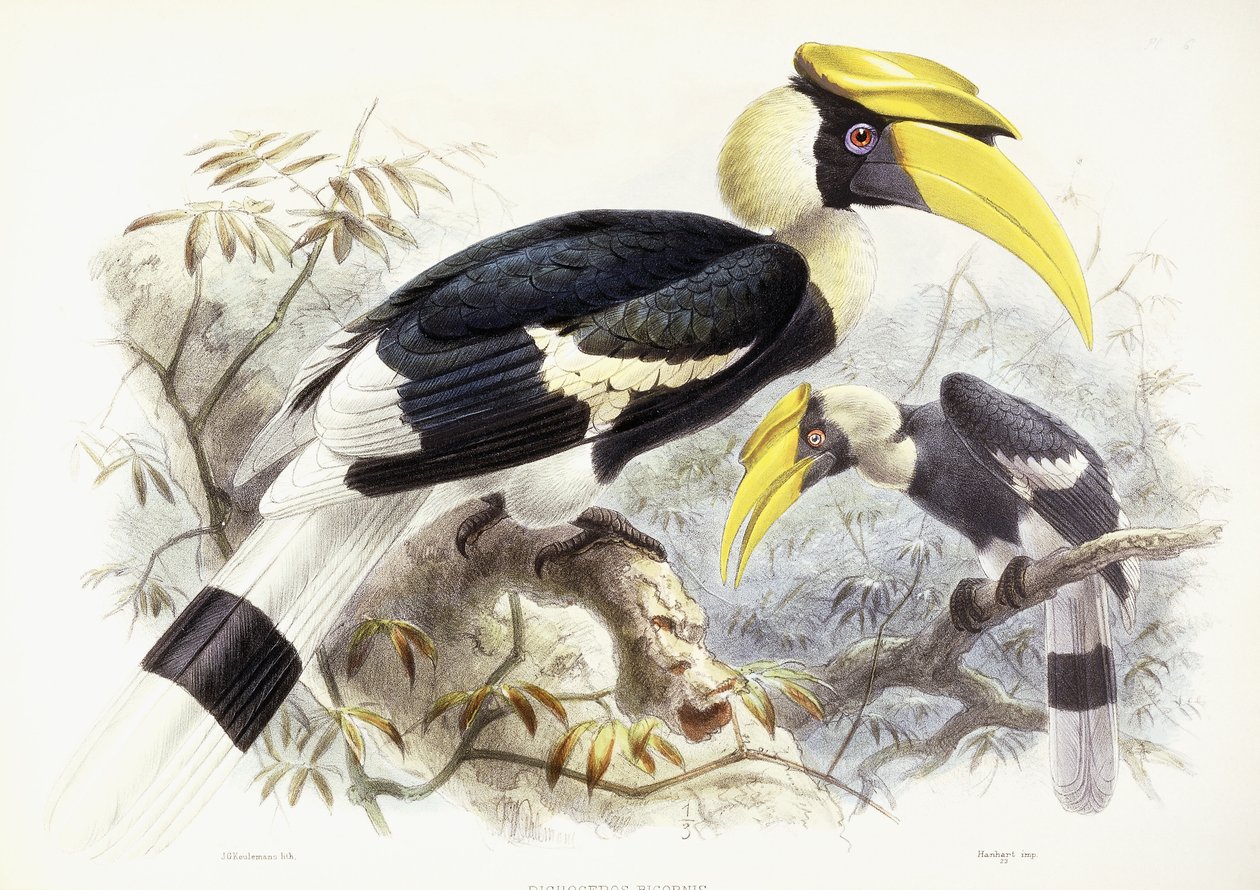 डिचोकेरस बायकोर्निस, 1876-1882 द्वारा जोहान जेरार्ड केयुलामान्स