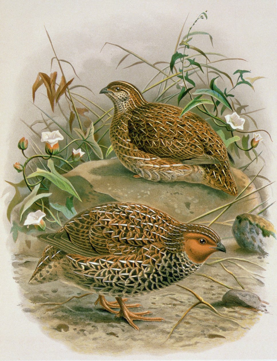 डब्लूएल बुलर, 1887-88 (क्रोमिथिथ) द्वारा &39;न्यूजीलैंड का पक्षी का इतिहास&39; द्वारा जोहान जेरार्ड केयुलामान्स