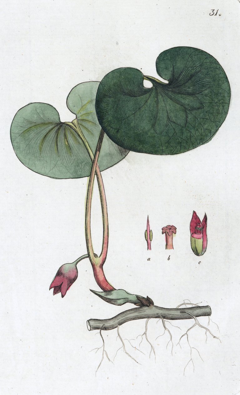 असरबक्का असारम यूरोपोपियम, 1804-1811 द्वारा जोहान विल्हेम पामस्ट्रुच
