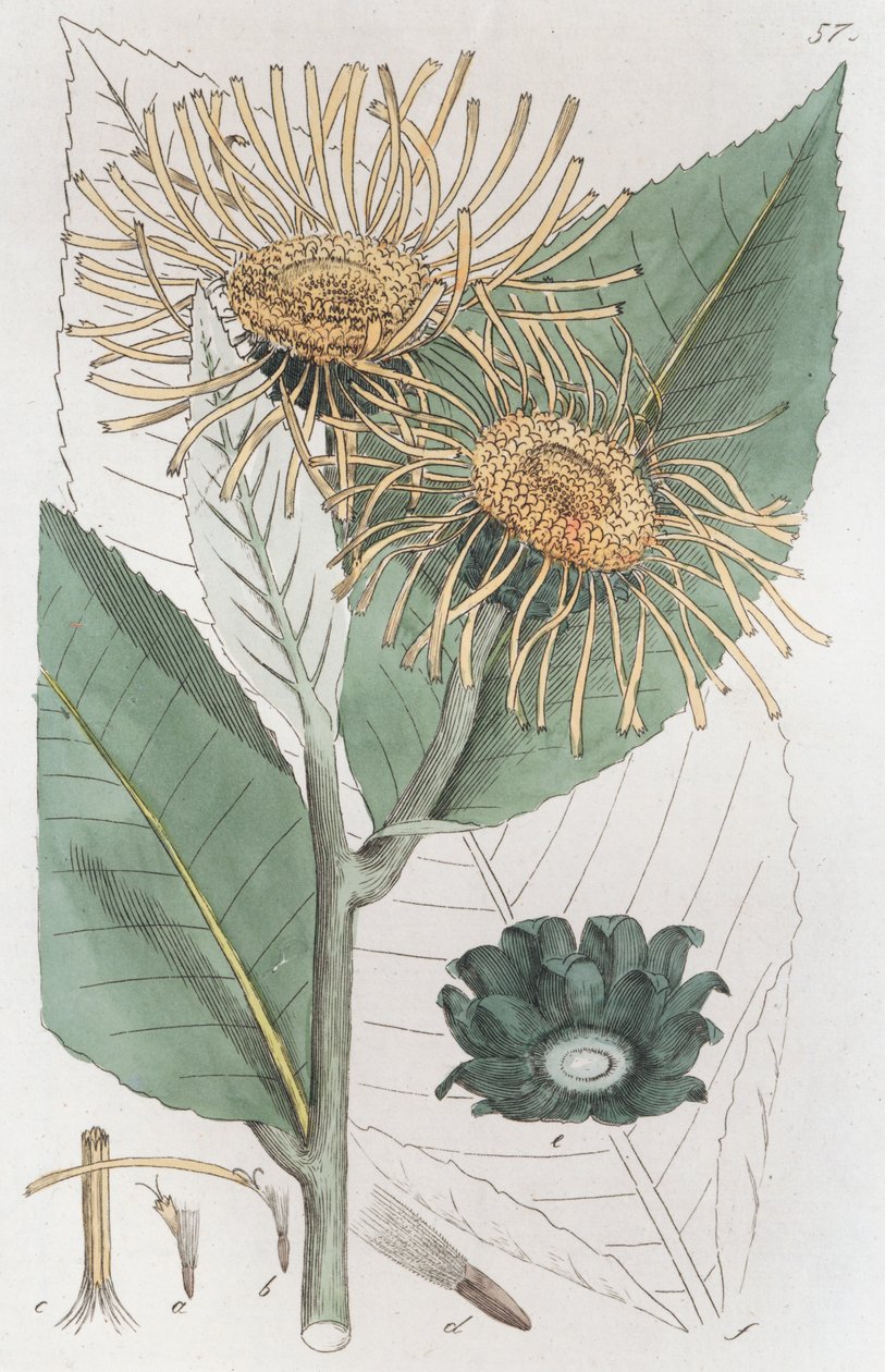 एलेकम्पेन इनुला हेलेनियम, 1804-1811 द्वारा जोहान विल्हेम पामस्ट्रुच