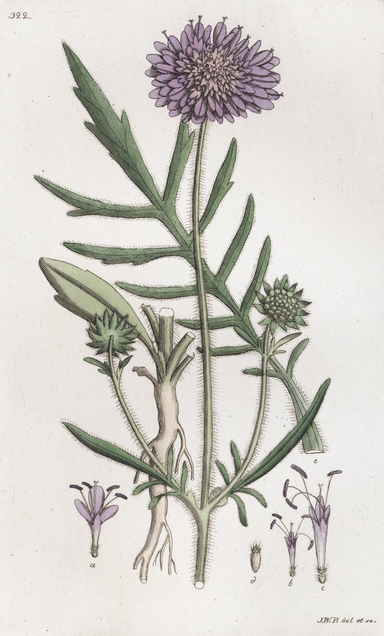 फील्ड स्कैबियस नॉटिया अर्वेन्सिस, 1804-1811 द्वारा जोहान विल्हेम पामस्ट्रुच