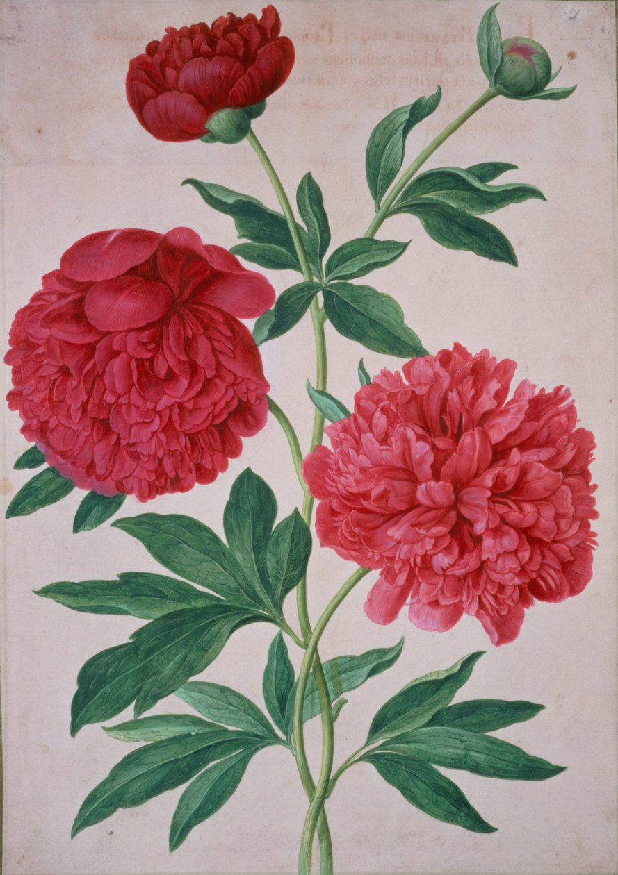 Peonies, Nassau Florilegium से प्लेट 46 द्वारा जोहान जैकब वाल्थर