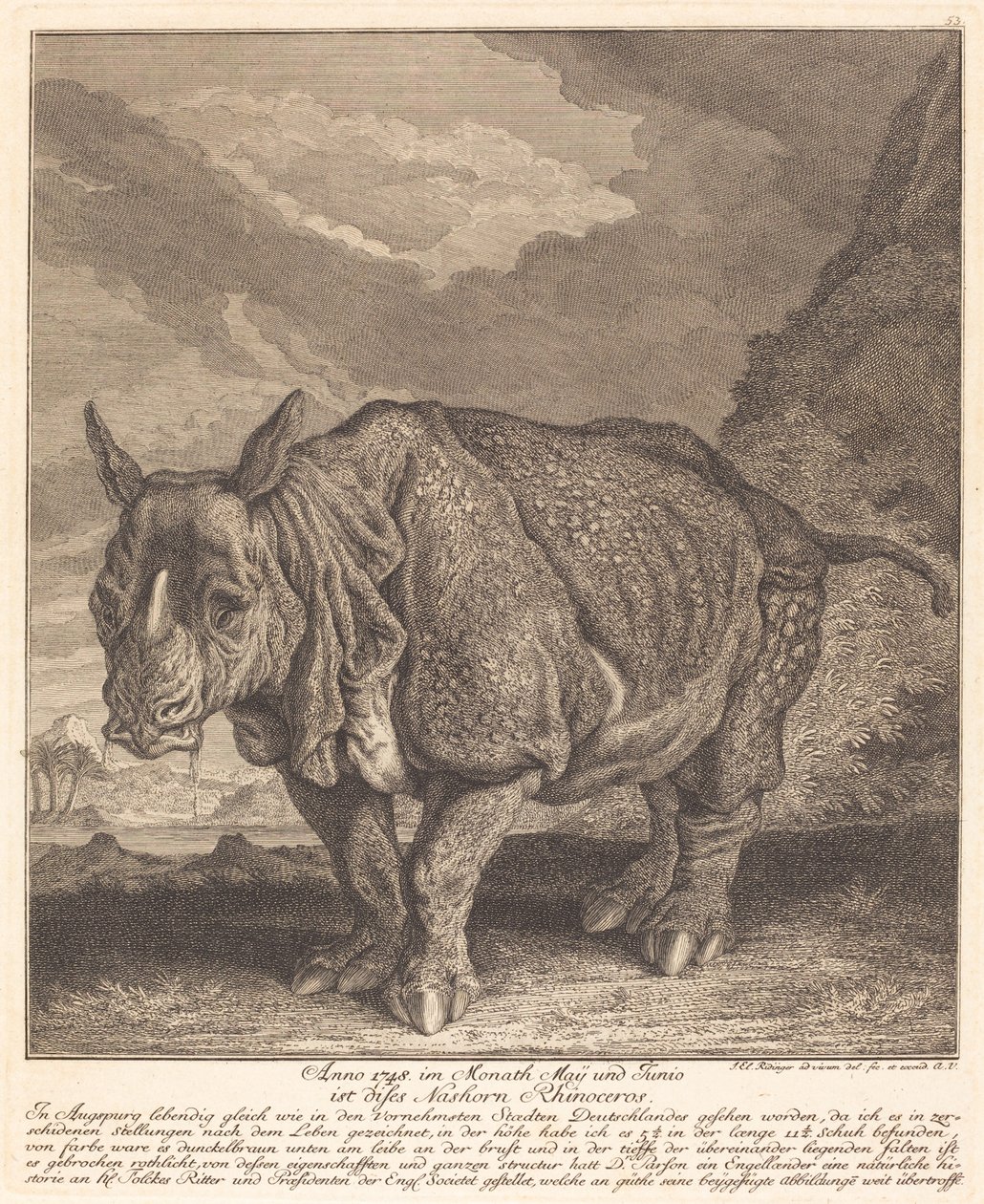 गैंडा गैंडा द्वारा जोहान एलियास रिडिंगर
